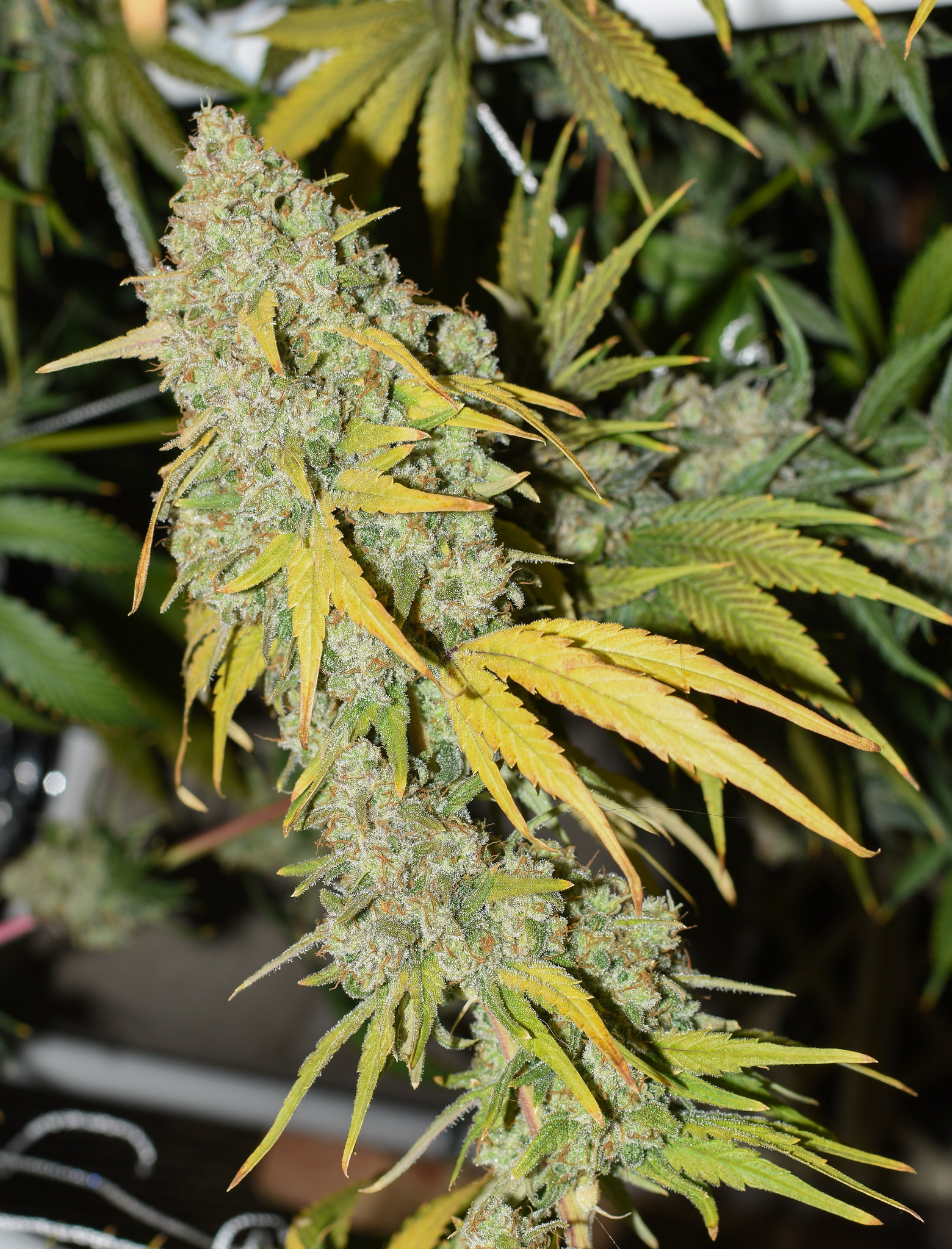 AK-47 cannabis clone white frosted buds