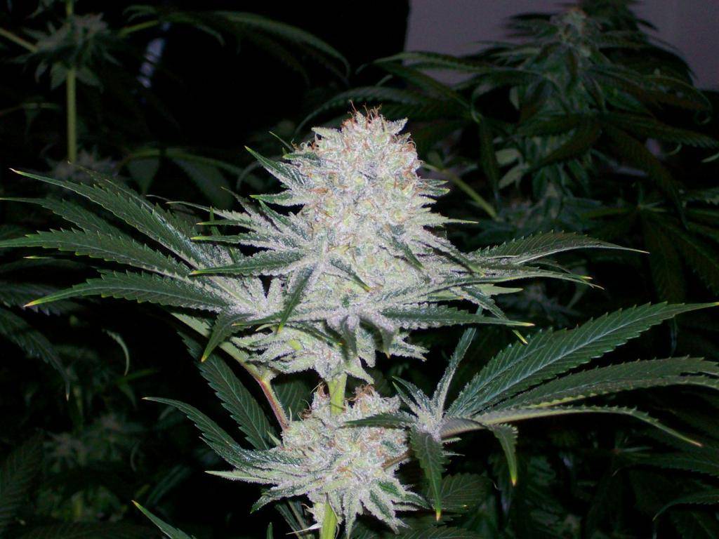 Alien OG clone frosty dense indica