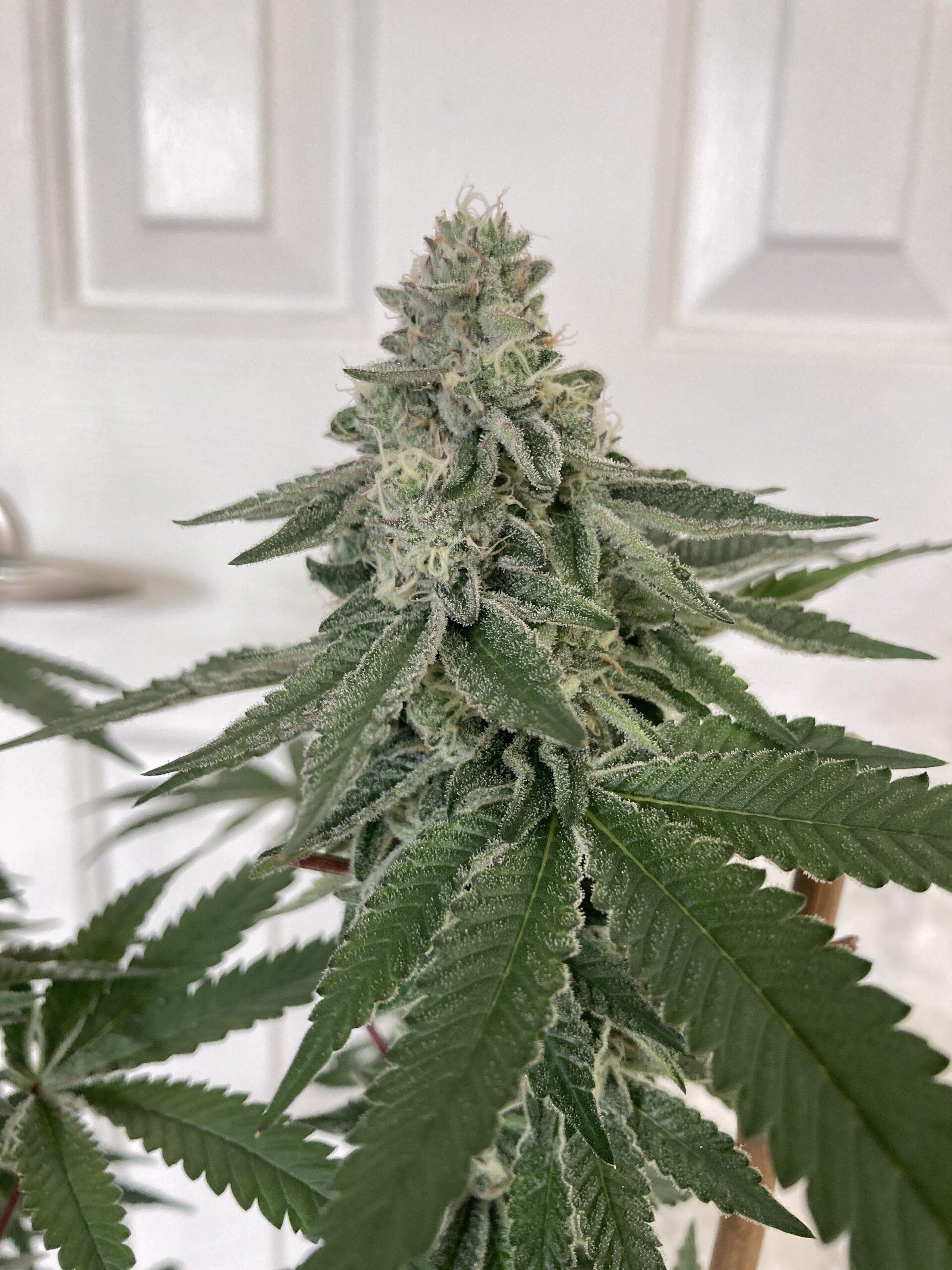 Apple Fritter cannabis clone frosted buds