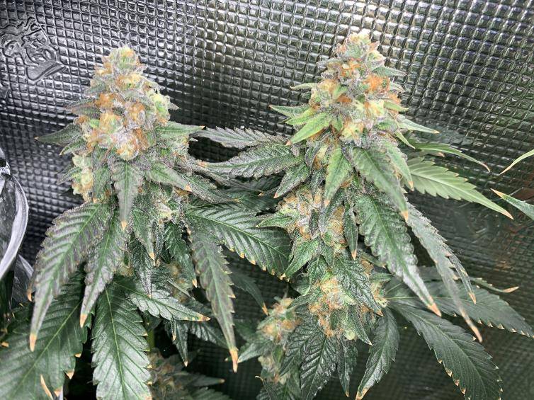 Biscotti clone dense frosty buds