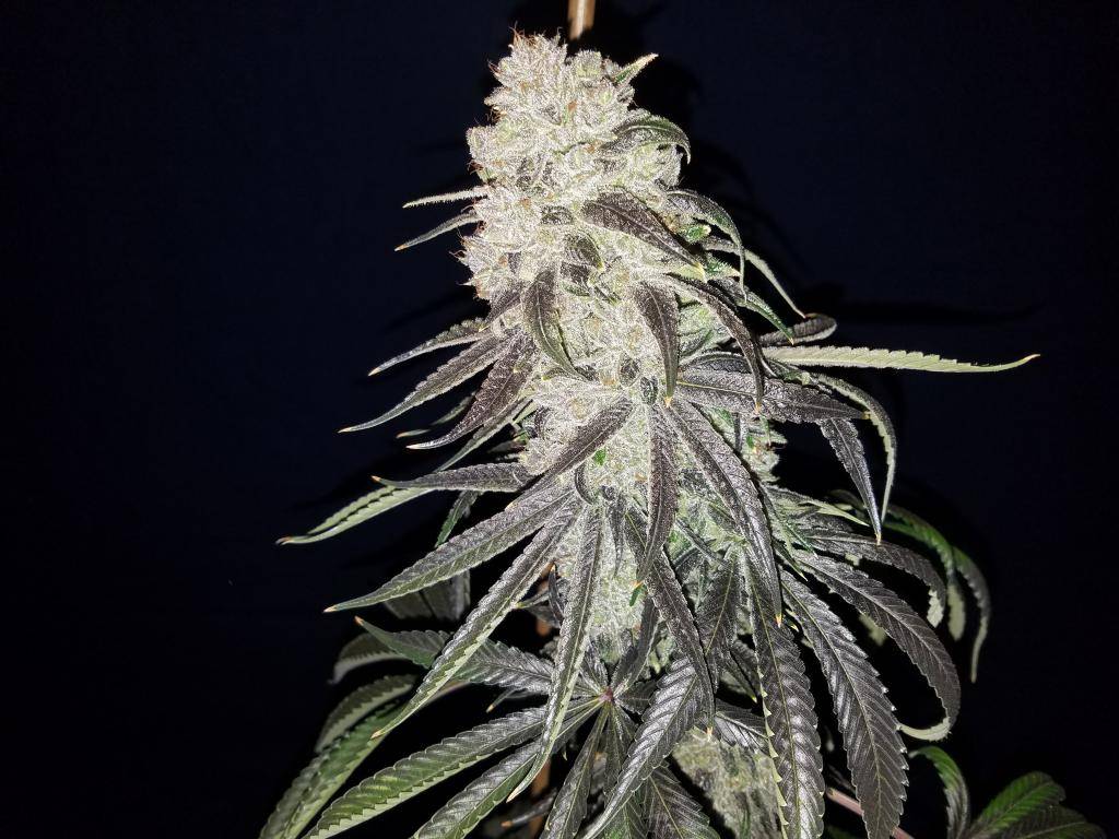 Blueberry cannabis clone colorful purple indica buds