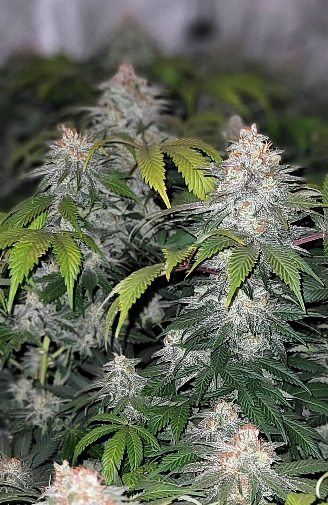 Bubblegum cannabis clone pink frosty buds