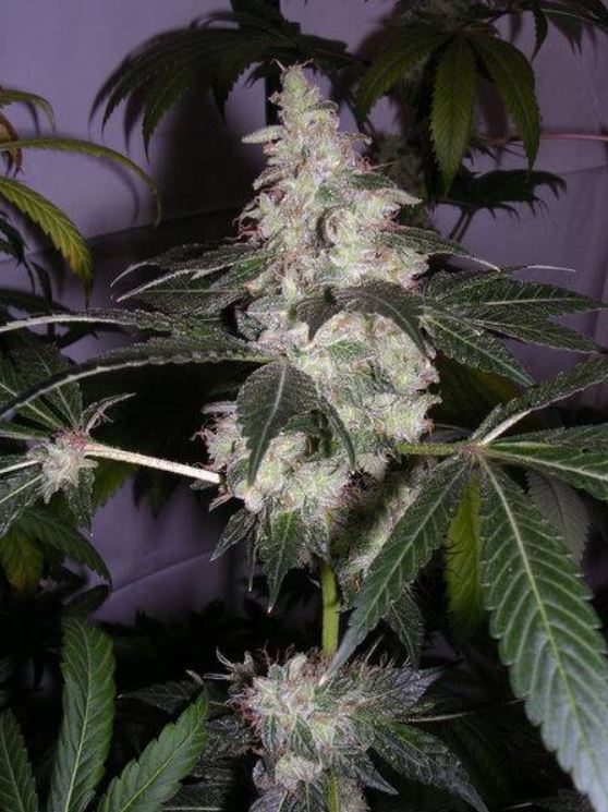 Chemdog clone original East Coast cut