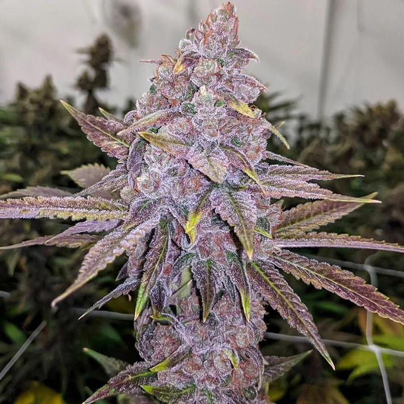 Forbidden Fruit clone purple exotic buds