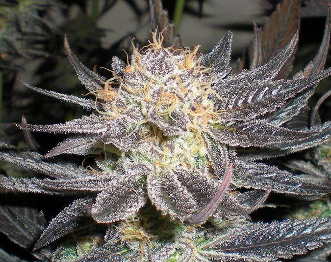 Grape Ape cannabis clone deep purple indica buds