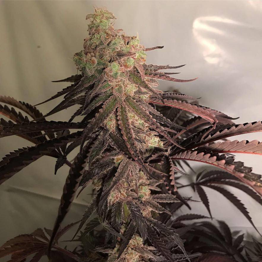 MAC clone Miracle Alien Cookies frosty buds