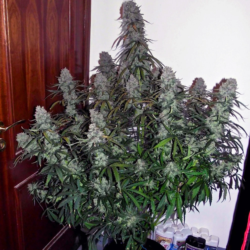 Mimosa clone bright citrus sativa hybrid