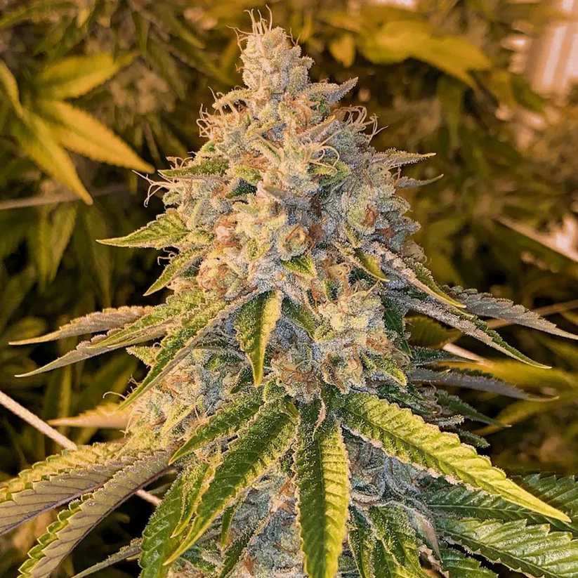 Motorbreath clone heavy indica cut