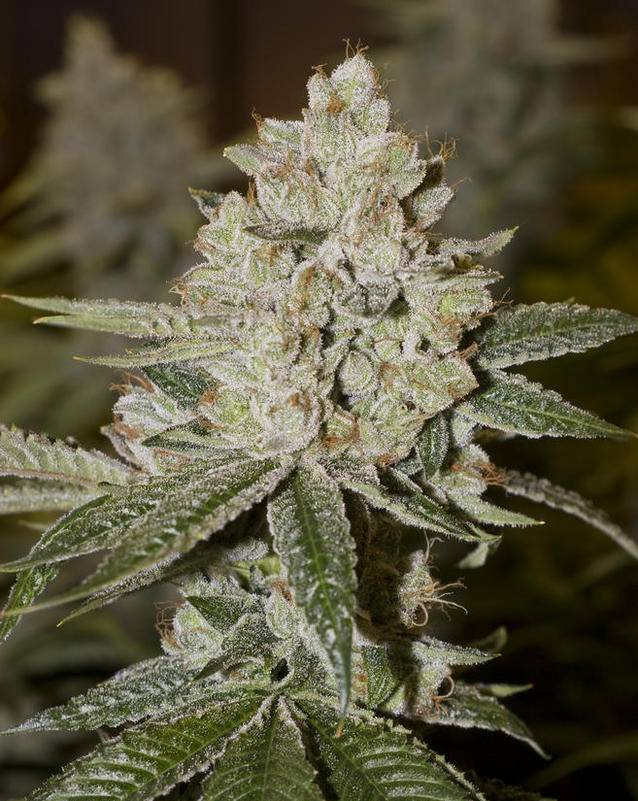 OG Kush clone California cut