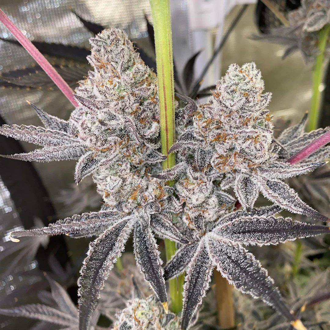 Oreoz cannabis clone frosted dark indica buds