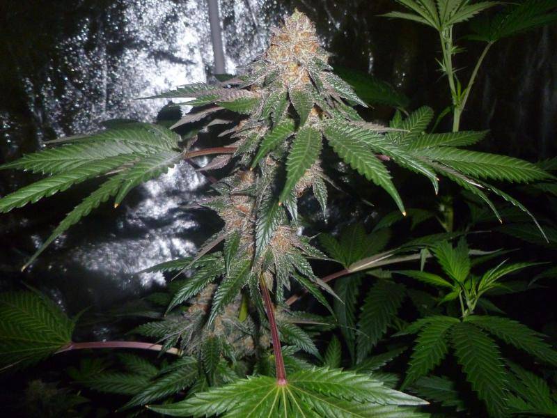 Rainbow Belts clone colorful terpene-rich buds