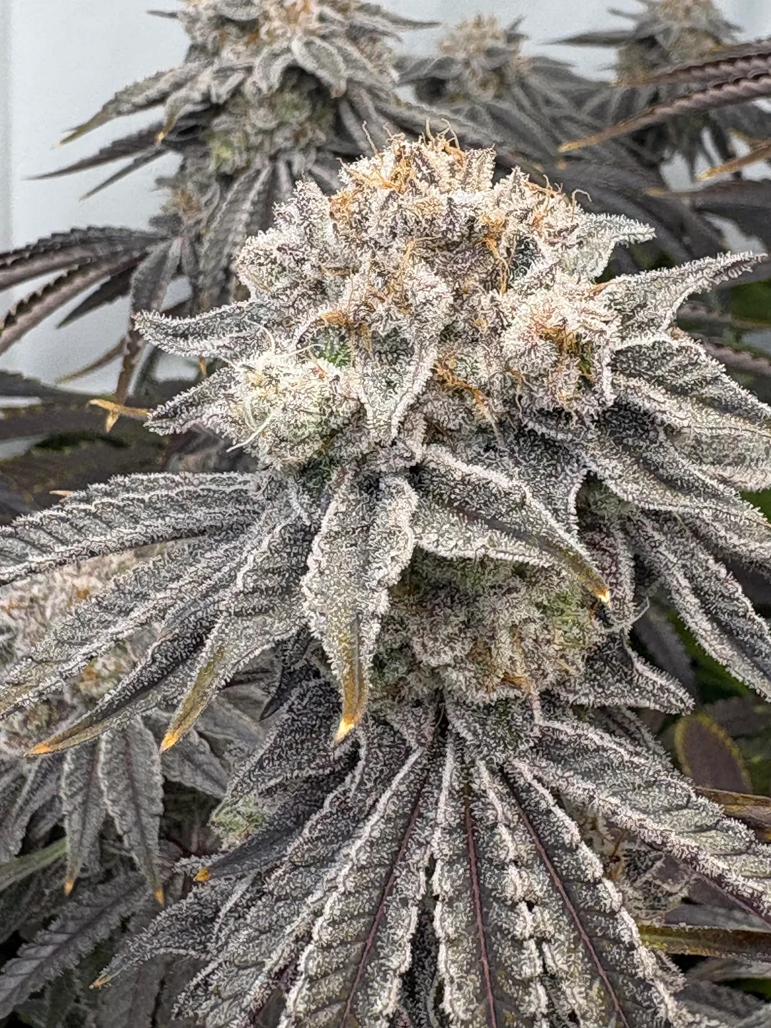 Cap Junky clone flower structure