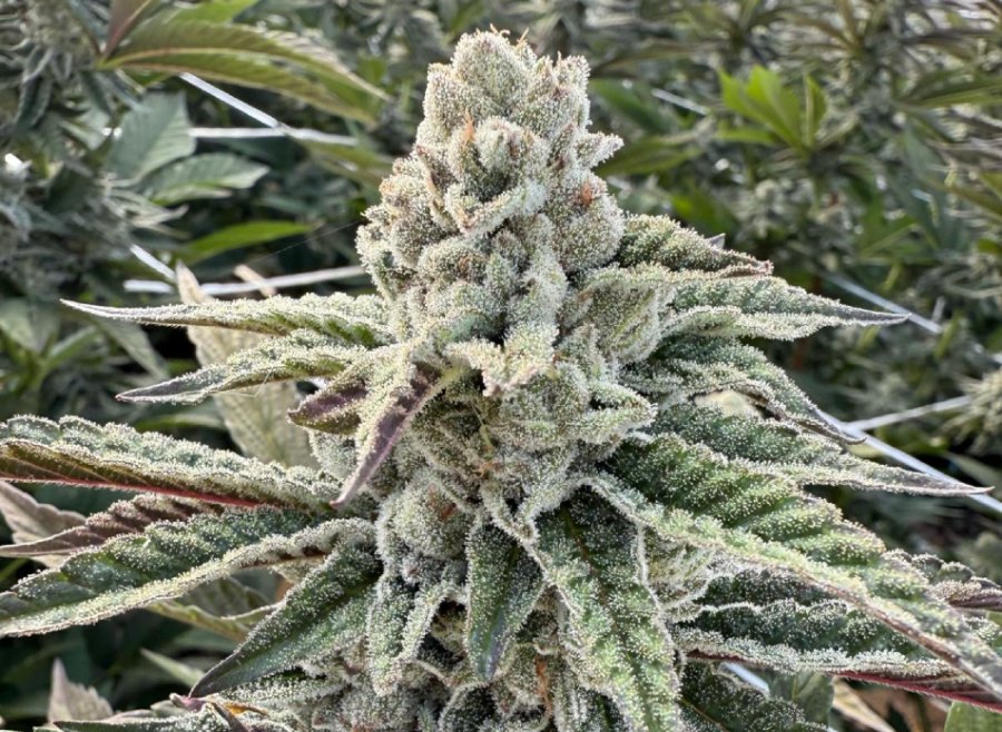 Amore De Uva clone
