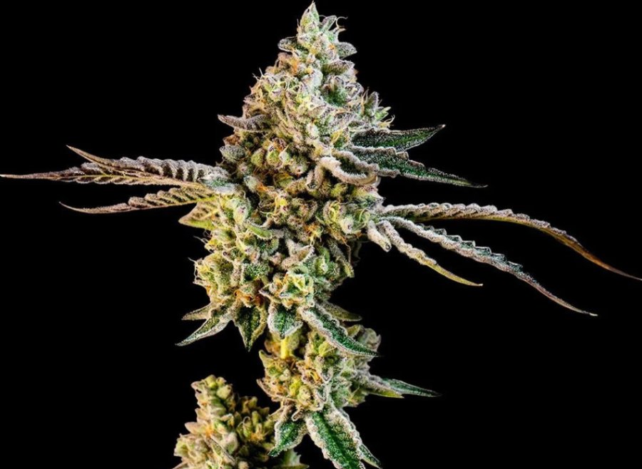 Animal Sherb Mints clone