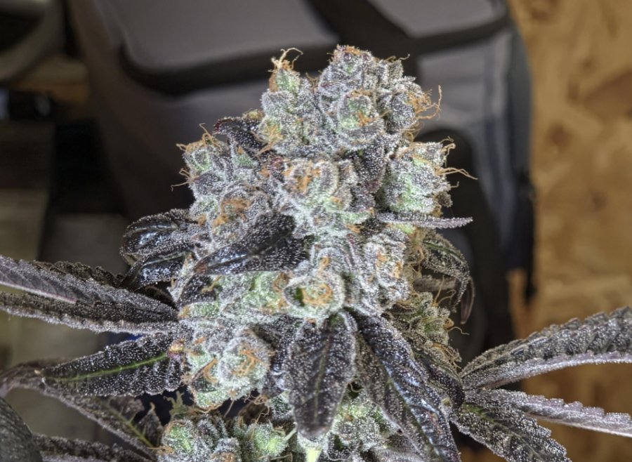 Black Maple #22 clone