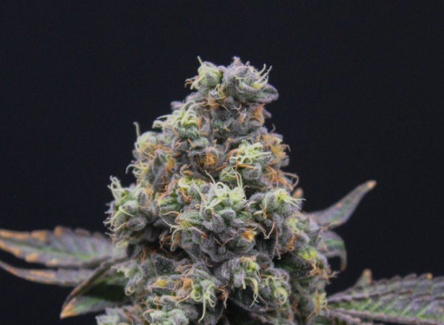 Black Maple clone