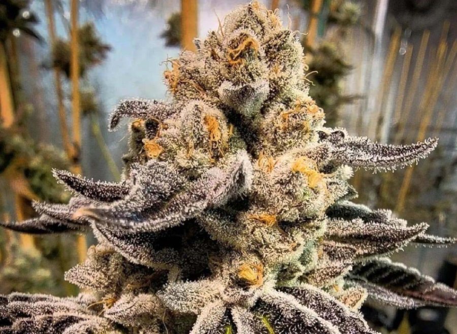 Black Sherb clone