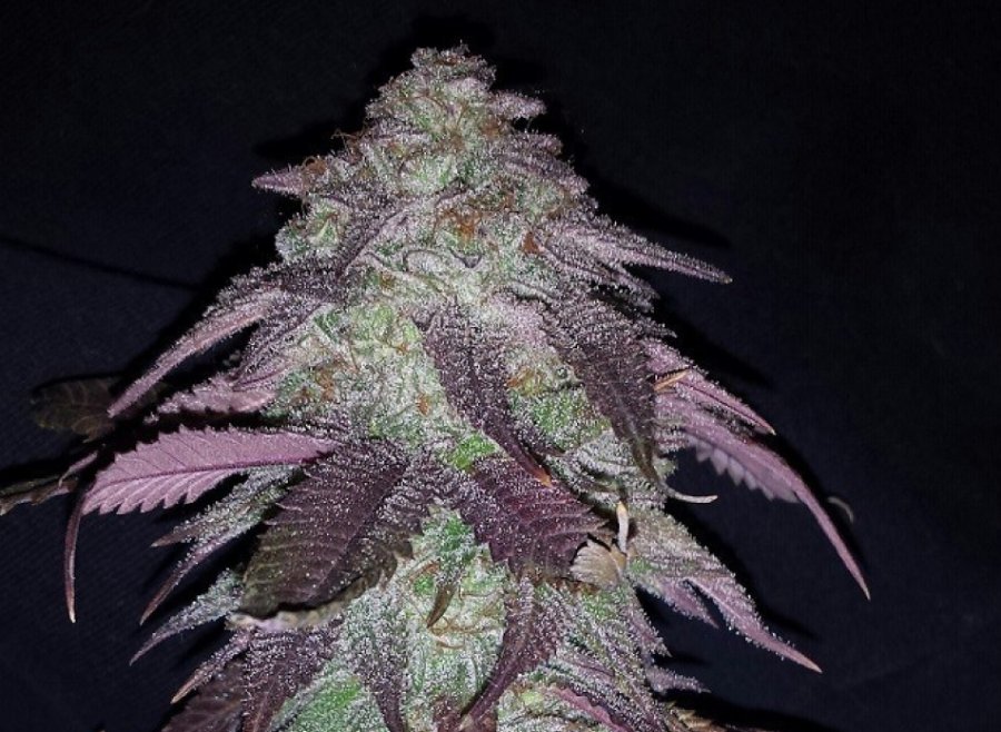 Blackberry OG clone