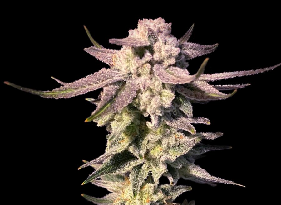 Blizzard Queen clone