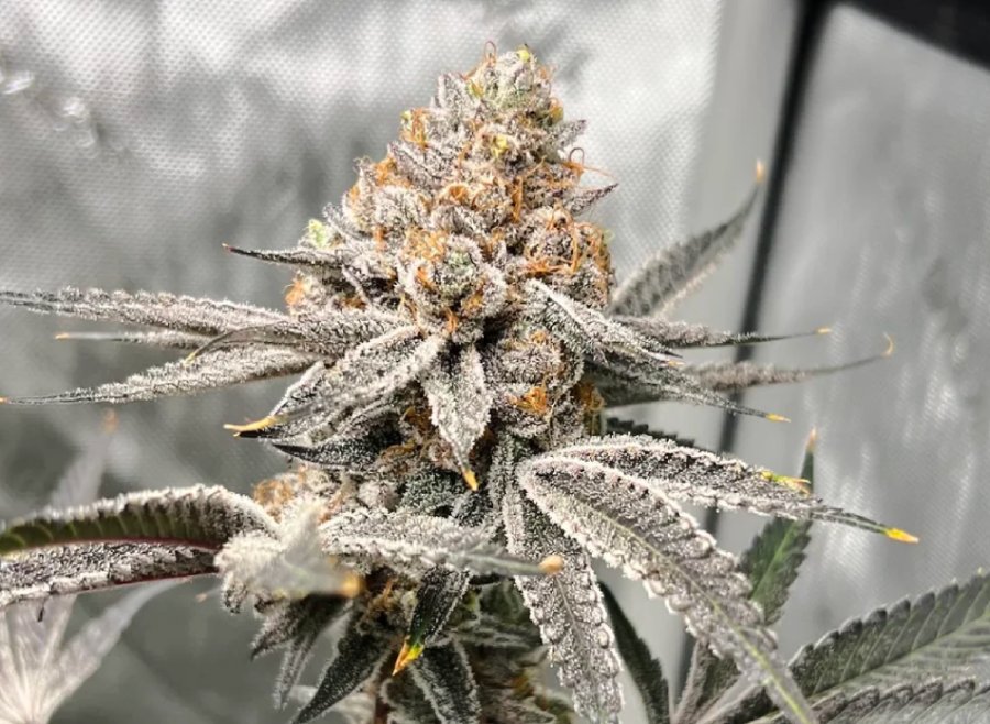 Blue Nerdz clone
