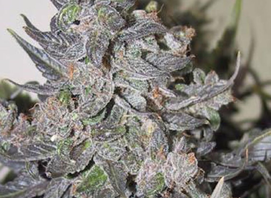 Blueberry OG clone