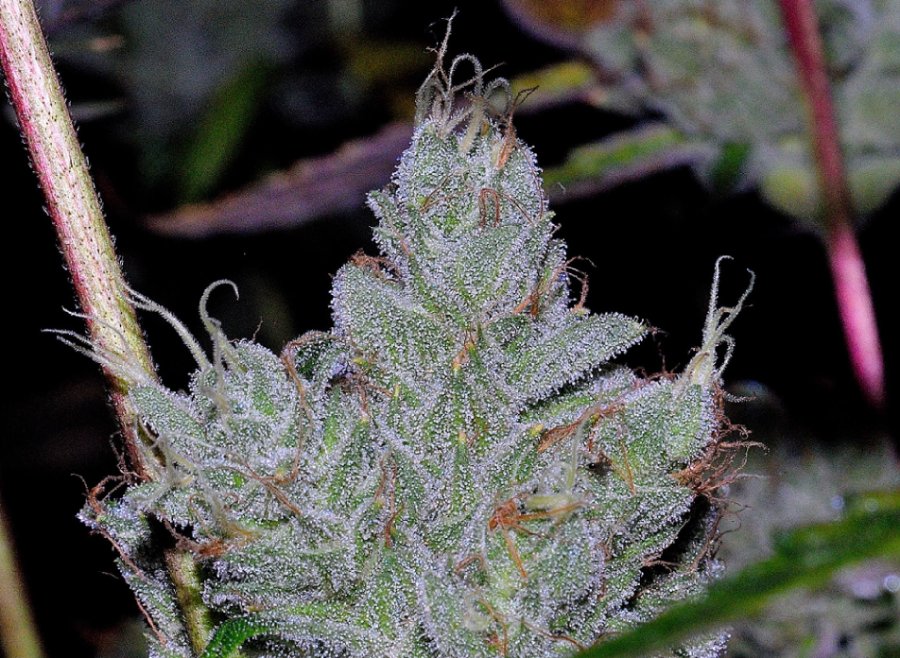 BTY OG clone