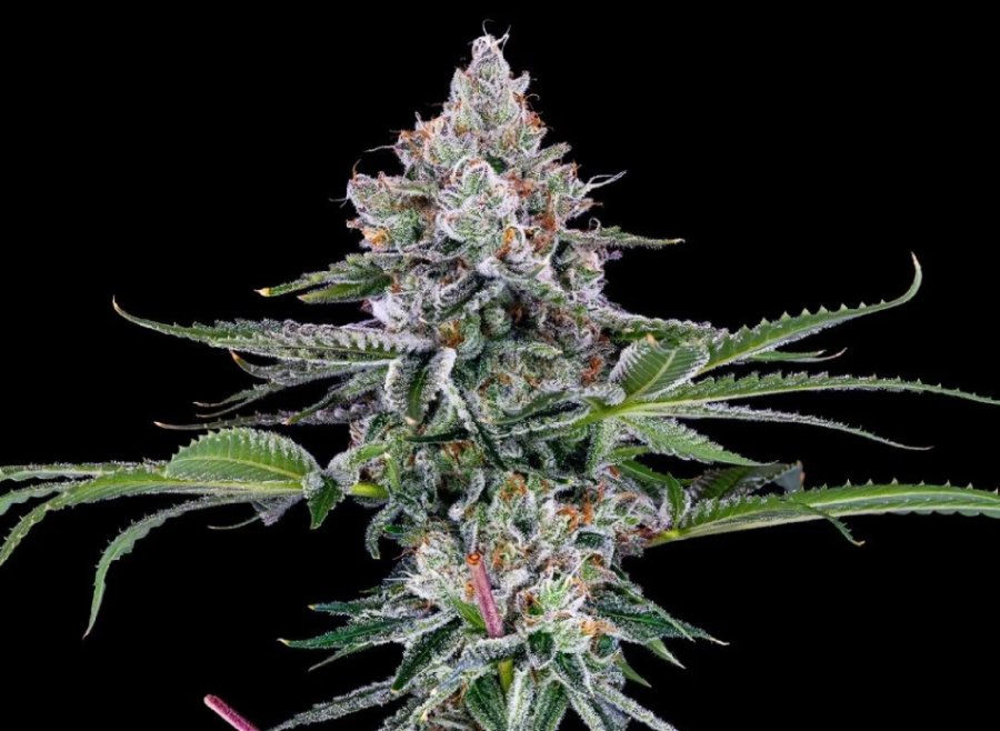 Cap City Kush clone