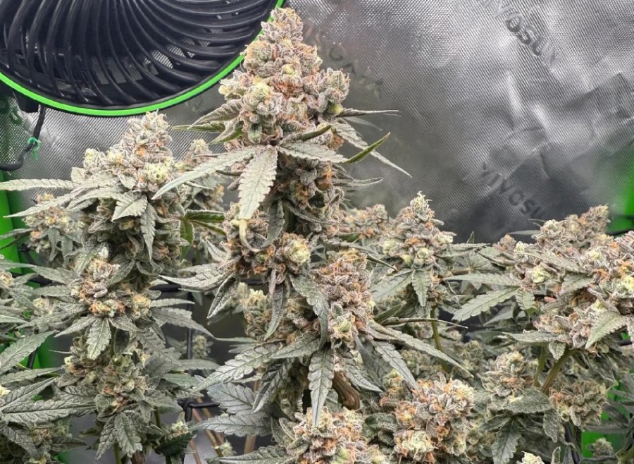 Churro Gelato clone