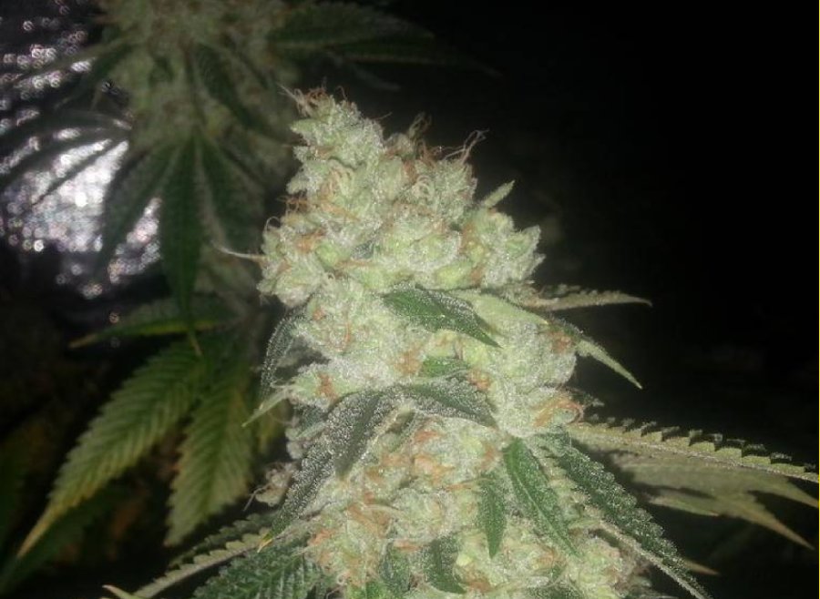 Fire OG clone
