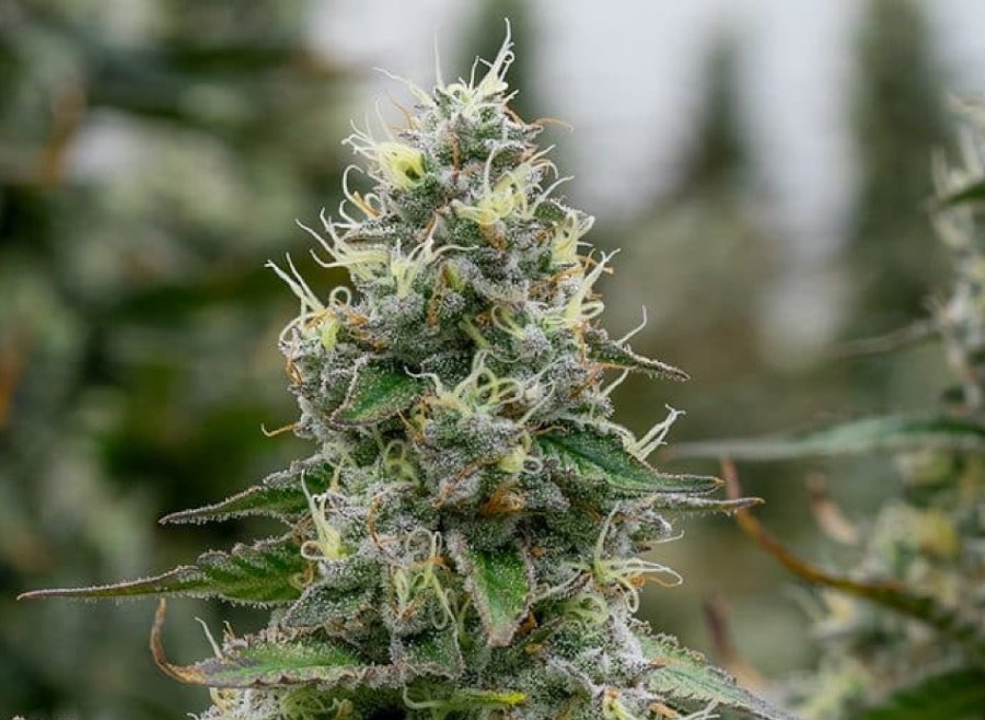 Garlic Cocktail #7 clone