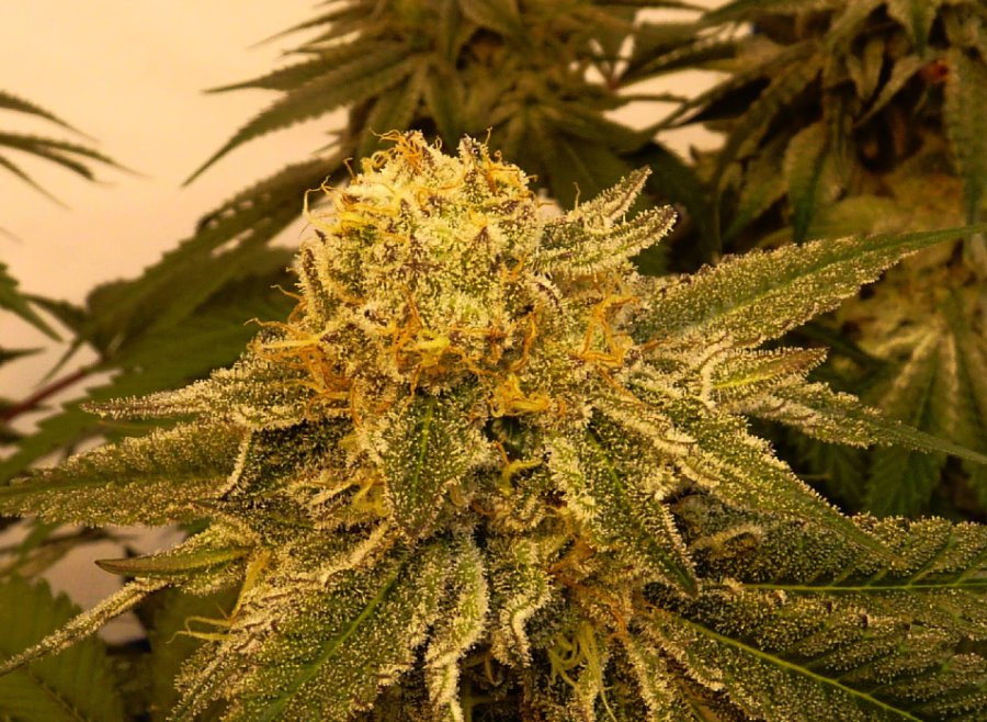 Garlic Mints clone