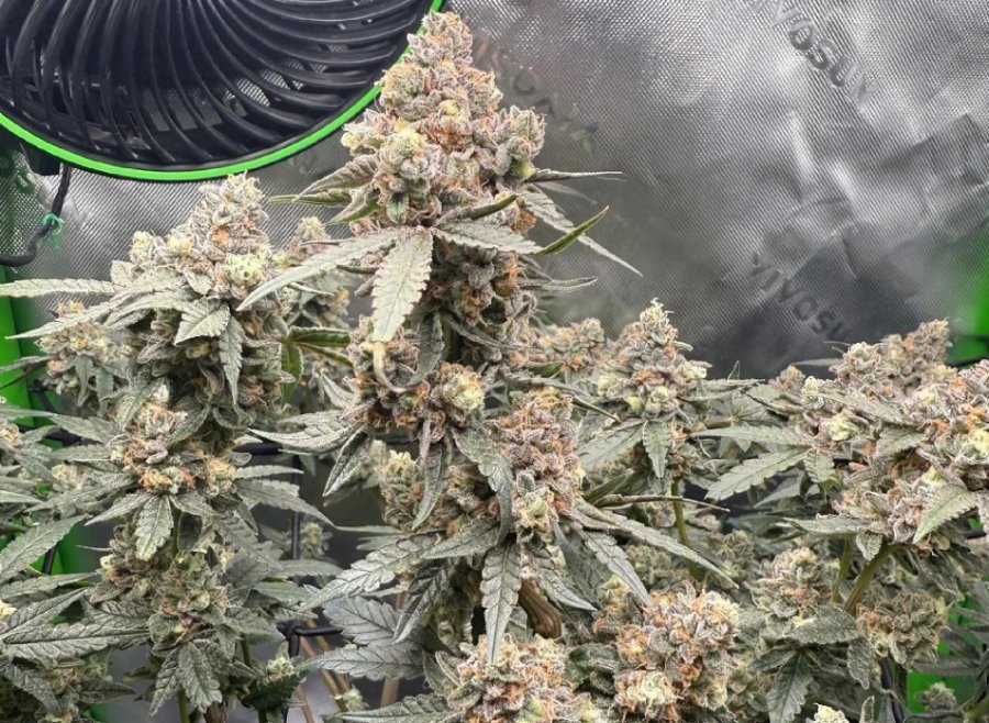 Gazzurple clone