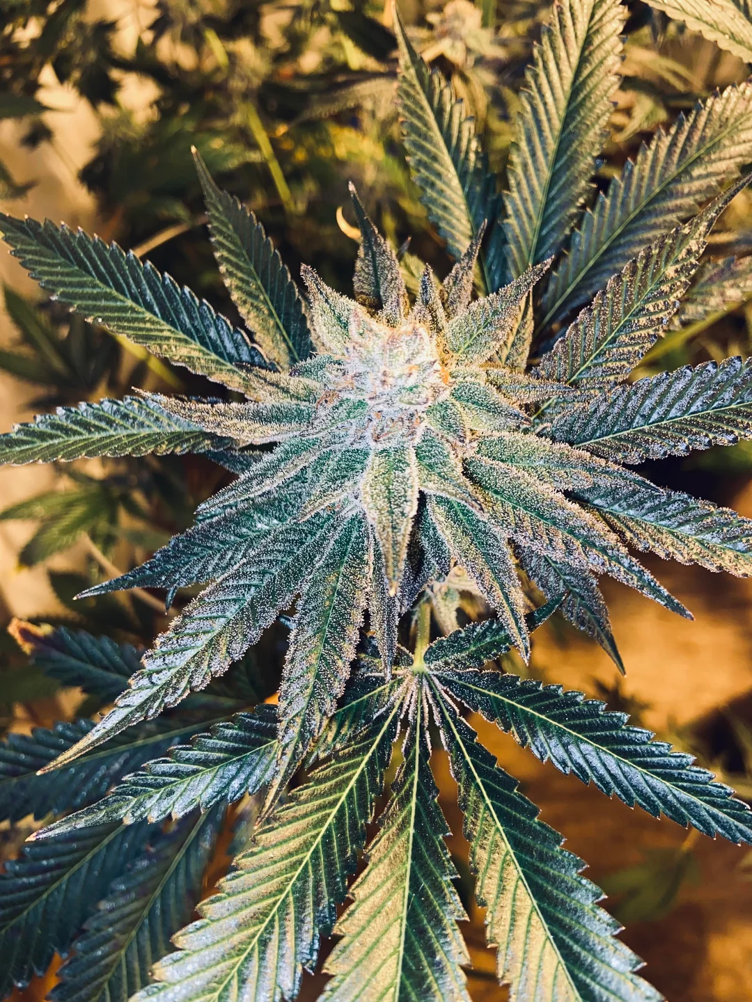 White Truffle clone extreme frost coverage